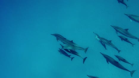 Una-Gran-Manada-De-Delfines-Nadando-Debajo---Toma-En-Cámara-Lenta