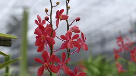 Close-Up-Footage-of-Beautiful-Red-Orchid-Flowers