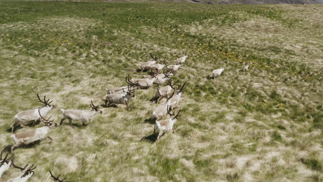 아이슬란드 툰드라, 공중을 통해 그룹으로 실행하는 상징적 인 철새 순록