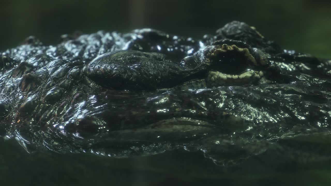 Closer view and and right side truck camera movement from an old alligator face and his eyes.