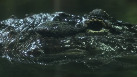 Closer view and and right side truck camera movement from an old alligator face and his eyes.