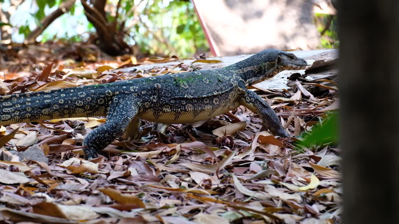 Large Water Monitor Lizard Walking Through Brown Leaves