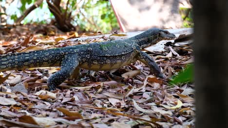 gran lagarto monitor de agua caminando a través de hojas marrones