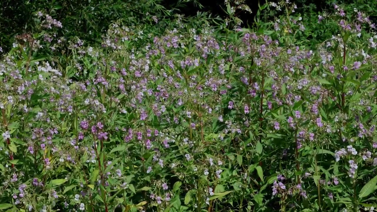 Um grande aglomerado de Bálsamo-do-Himalaia ou Bálsamo-indiano, Impatiens glandulifera, uma espécie invasora dos Himalaias. Rio Stour. Verão. Reino Unido.