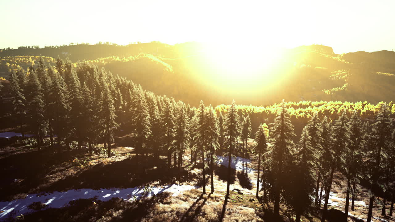 Sunlight dances on evergreen trees during a golden morning in the mountains
