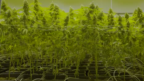 dolly en cámara lenta de grandes plantas de cannabis que crecen en un vivero