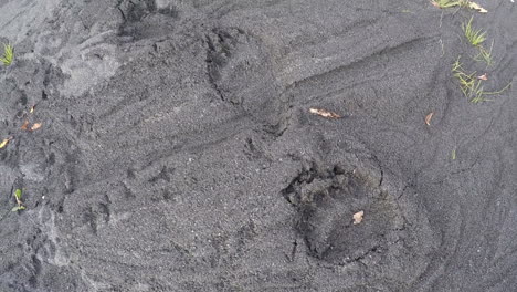 die große, frische spur eines braunen grizzly-kodiakbären aus alaska