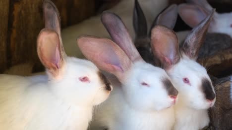 a group of rabbits on a farm