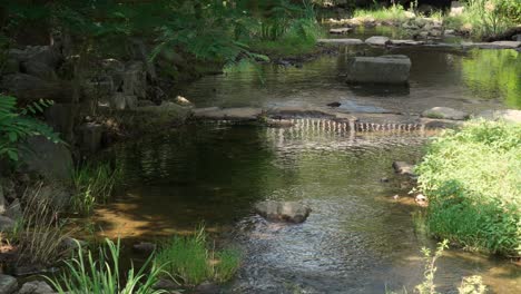 shallow water slow flowing stream with rocks in a wild tropical forest