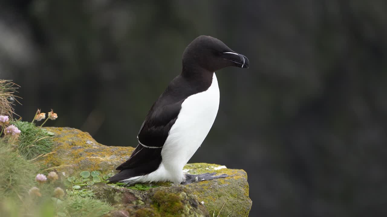 A Razorbill bird standing on a cliff in Iceland during nesting period.