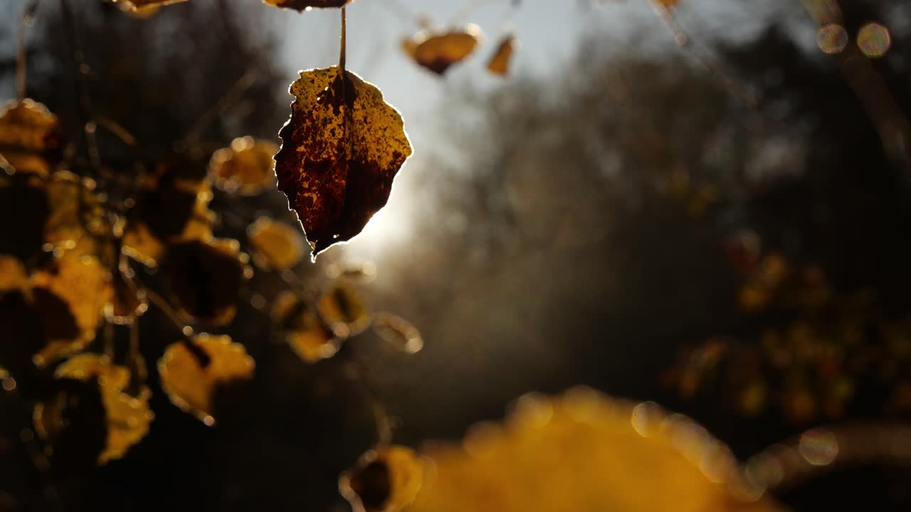 o sol a pôr-se atrás de uma folha cria flares, cores de outono. símbolo para caminhadas e viagens