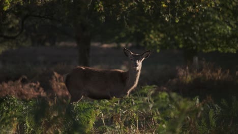 Young-deer-bothered-by-flies-and-feeding-in-sunset-light