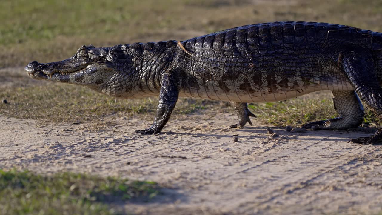 Caiman standing walking on dry land near grass brush, mid-step in bright daylight walking across the pantanal