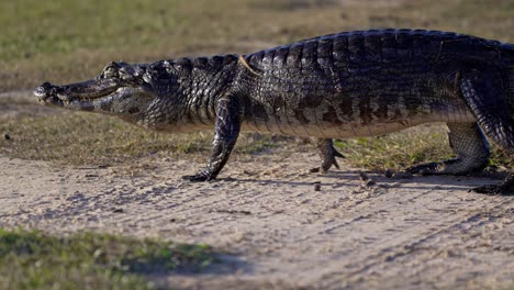 caiman standing walking on dry land near grass brush, mid-step in bright daylight walking across the pantanal