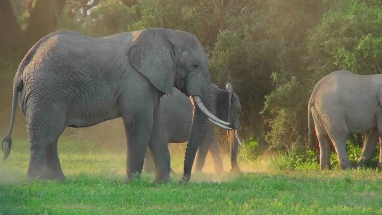 elefantes africanos pastan en un campo