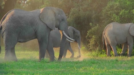 african elephants graze in a field