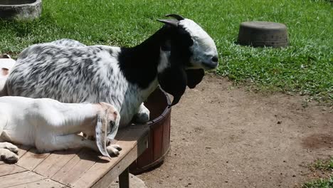 goats in a wire cage. animal farming