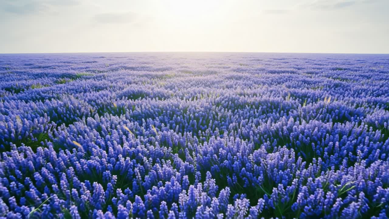 campo de lavanda al amanecer o al atardecer