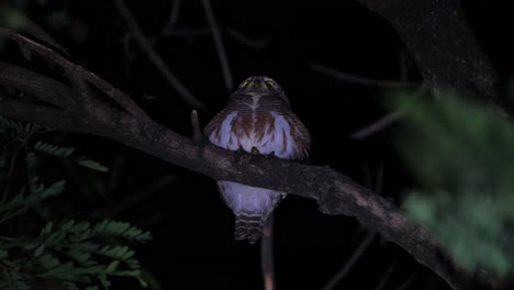 Perched-on-a-branch-moving-with-the-night-wind,-turns-to-the-right,-later-vocalizes-making-that-call-vibrating-its-body-as-it-opens-its-eyes-wide,-Asian-Barred-Owlet-Glaucidium-cuculoides,-Thailand