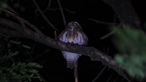 encaramado en una rama moviéndose con el viento nocturno, gira a la derecha, más tarde vocaliza haciendo esa llamada vibrando su cuerpo mientras abre sus ojos de par en par, búho barrado asiático glaucidium cuculoides, tailandia