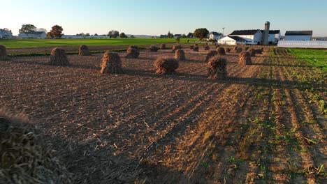 old fashioned cornshock after corn harvest