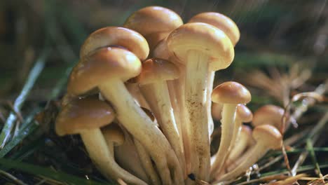 hongos armillaria de agarico de miel en un bosque soleado bajo la lluvia.