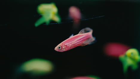 peces rosados de colores rojos brillantes y luminosos nadando con bandadas de peces pequeños tropicales verdes contra un fondo negro