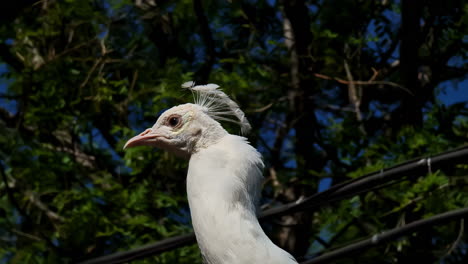 close up shot of white peacock inside attica zoological park, greece on a sunny day.
