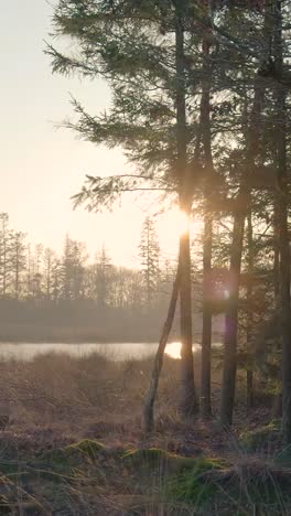 sunrise or sunset over a forest lake