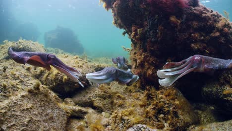 Riesige-Australische-Tintenfische-Sepia-Apama-Migration-Whyalla-Südaustralien-4k-Zeitlupe,-Paarung,-Eier-Legen,-Kämpfen,-Aggregation,-Unter-Wasser