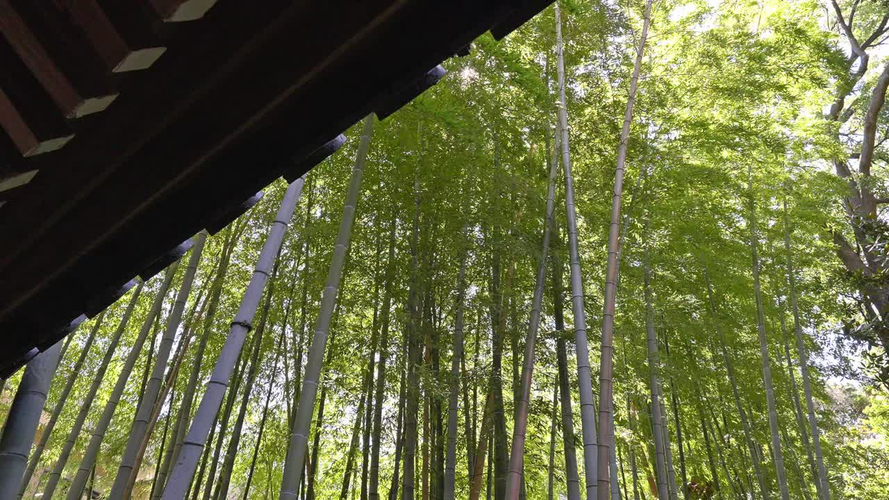 A serene view of the towering bamboo stalks at Myokoku-ji Temple's bamboo grove, with a traditional temple roof subtly visible, creating a peaceful and spiritual ambiance.
