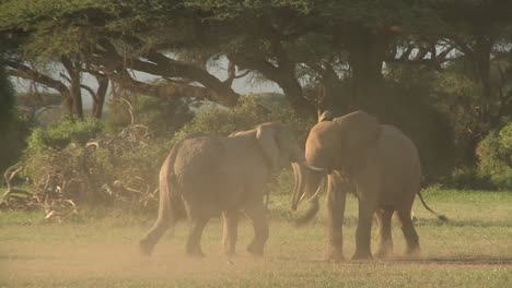 Elephants-fight-each-other-on-the-plains-of-Africa-1