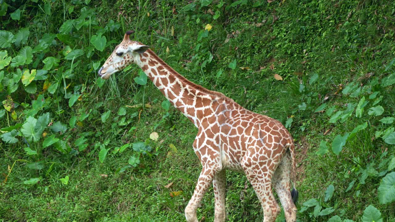 A reticulated giraffe, with distinctive coat pattern, walking across lush, green landscape, close up shot of endangered animal species