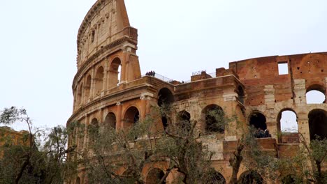 the coliseum in rome. in the foreground there are olive trees