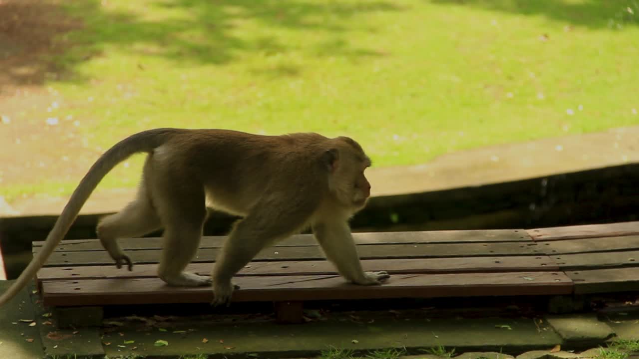gran macaco de cola larga caminando por el bosque de monos de ubud en bali - tiro estático medio ancho
