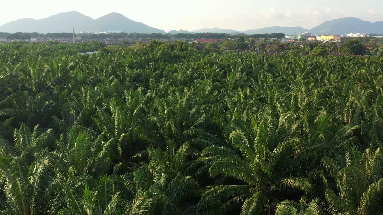 헥타르의 야자수, 배경에 산악 풍경이 있는 열대 농장의 농지, 경제의 주요 원천, 경제적 의존에 걸쳐 낮은 수준의 공중 추적 샷