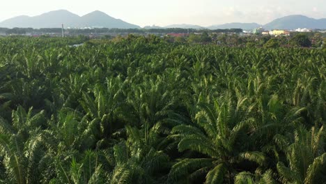 low level aerial tracking shot across hectares of palm trees, farmlands of tropical plantations with mountain landscape in the background, primary source of economy, economic dependence