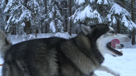 Closeup-of-Huskies-running-and-dragging-sled,-in-middle-of-snow-covered-trees,-on-a-clouds,-winter-day,---tracking,-Slow-motion-shot