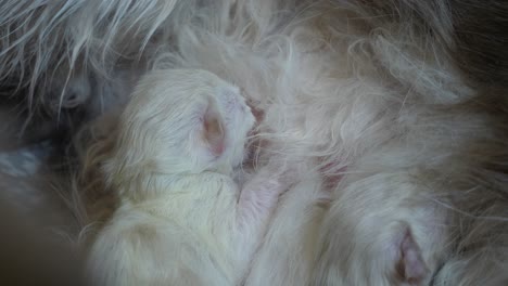 breast feeding- new born one day old ragdoll cat kitten sucking milk