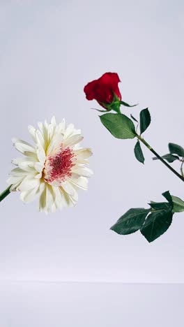 red rose and white gerbera