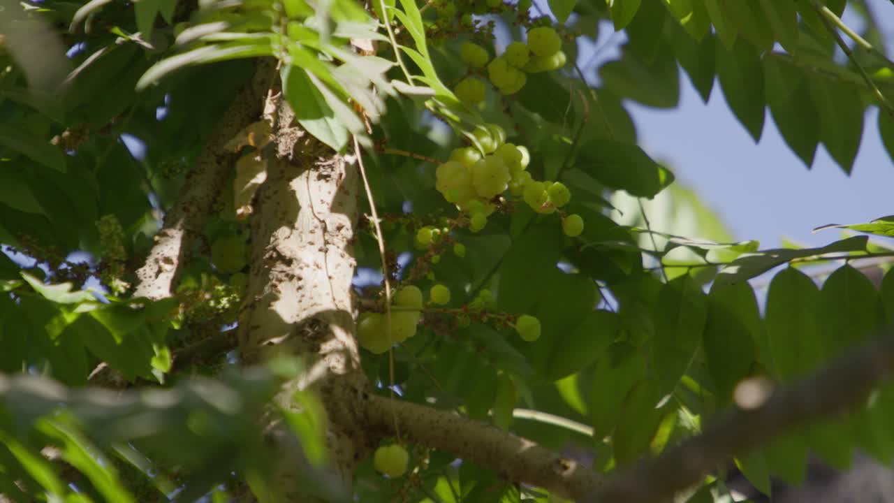 A closeup of a cluster of Star Gooseberry (Phyllanthus acidus) fruit in the tree with sunlight
