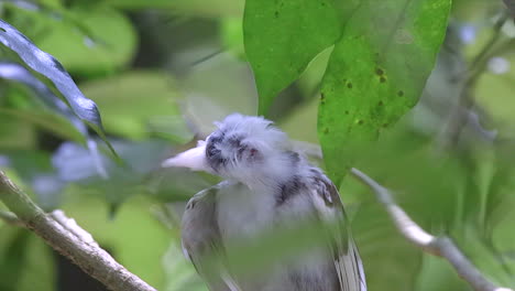 an rare albino red whiskered bulbul hiding behind leaves