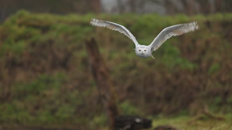 snowy owl in flight