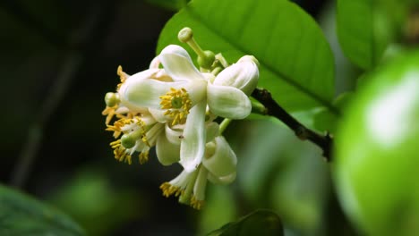 Beautiful-white-and-yellow-plumeria-wilting-after-spring-|-leis-common-frangipani-flower-bee