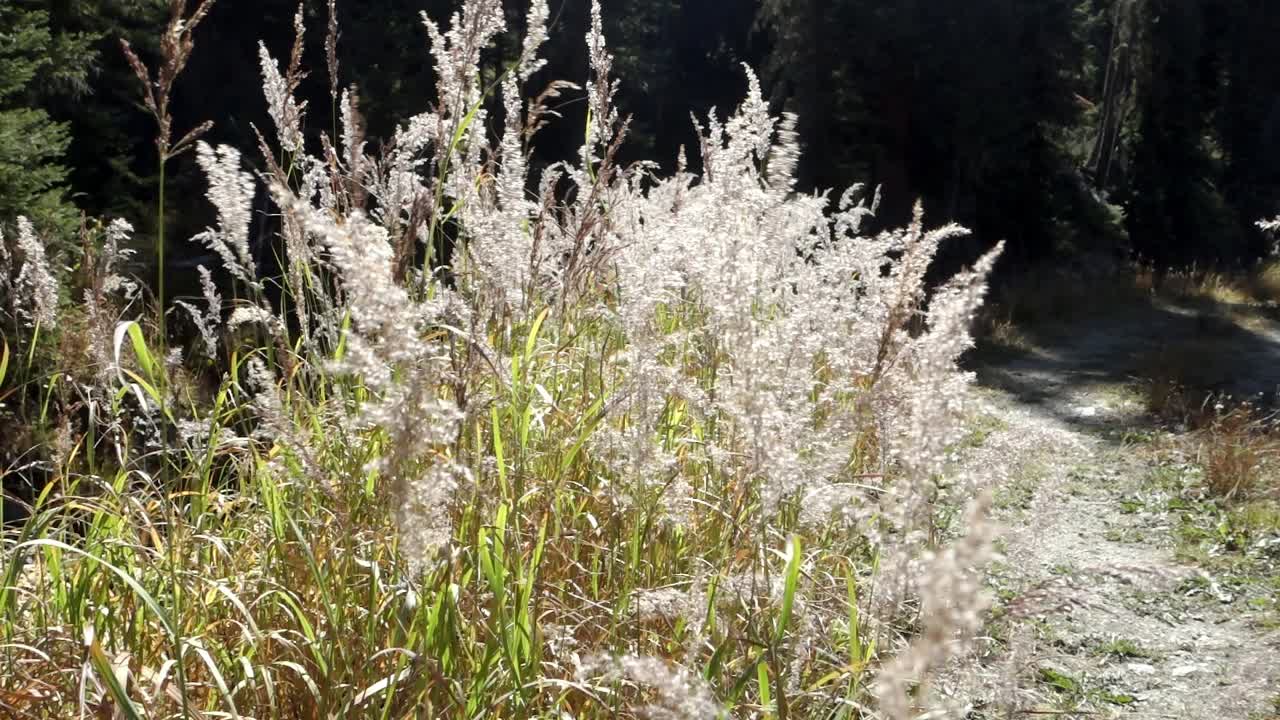 콜로라도 트레일 근처에서 바람에 날리는 키 큰 잔디