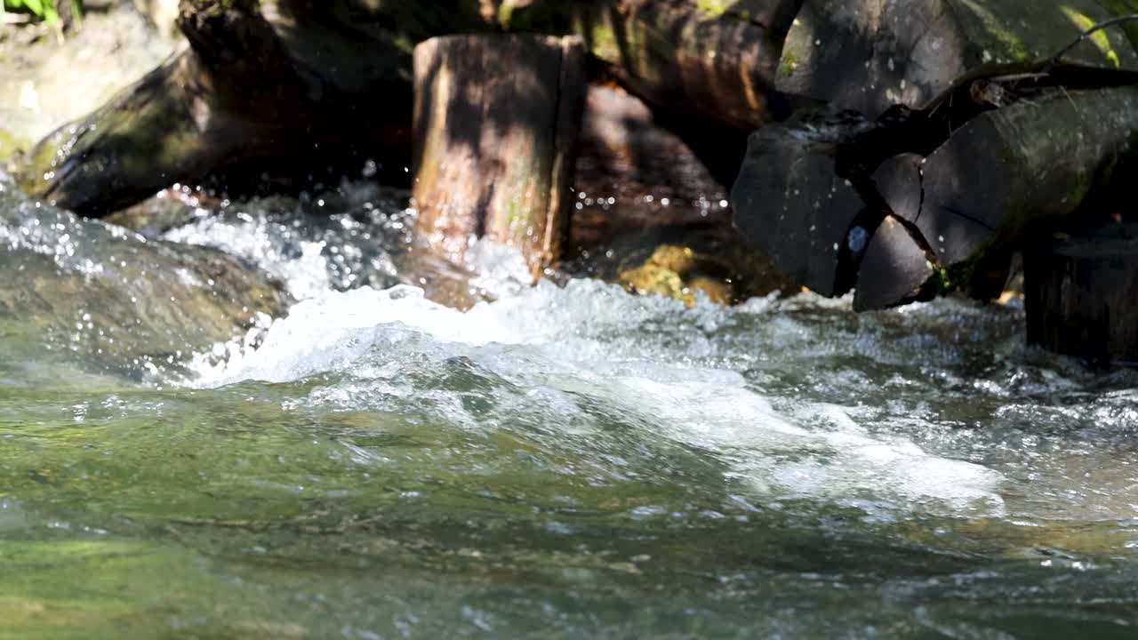 Sunlit freshwater stream flows rapidly past moss-covered logs and rocks in a lush forest setting, with dynamic water movement and natural lighting