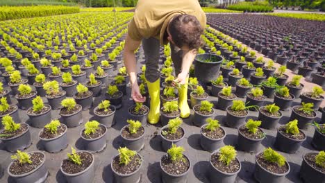 gardener walking in the flower greenhouse.