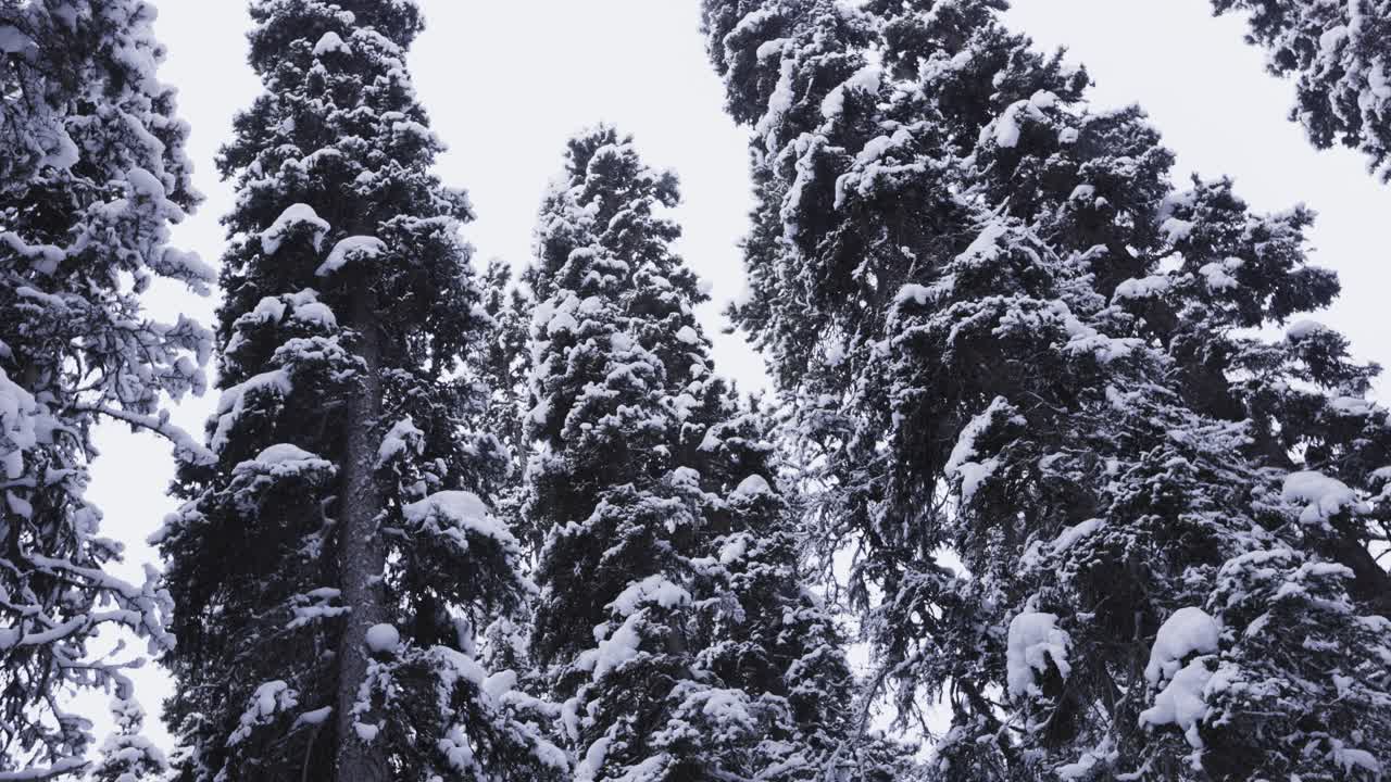 Pine Trees in Banff National Park Winter Snow, 4K