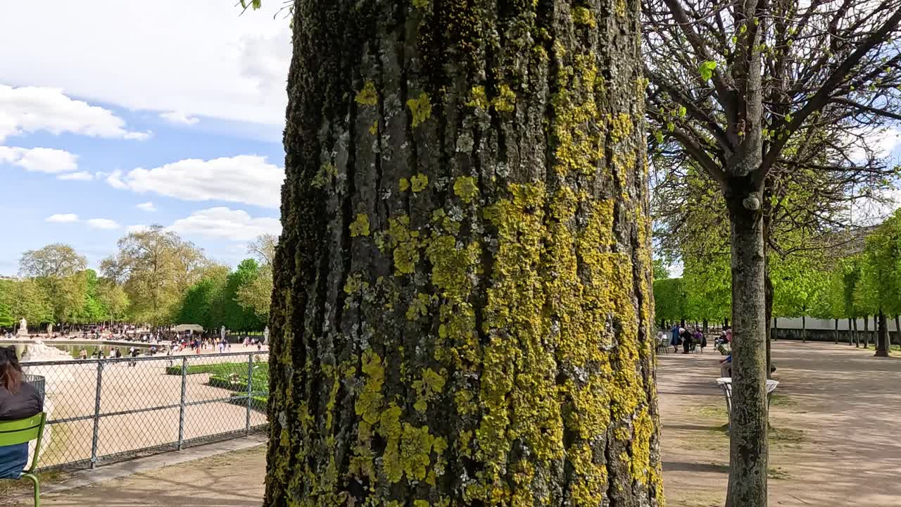 Tree with yellow lichen in Paris park