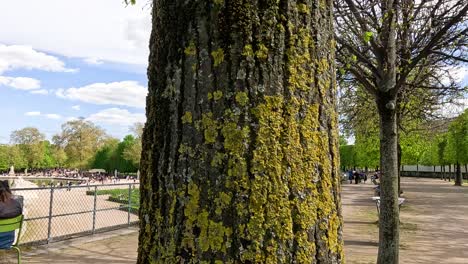 tree with yellow lichen in paris park